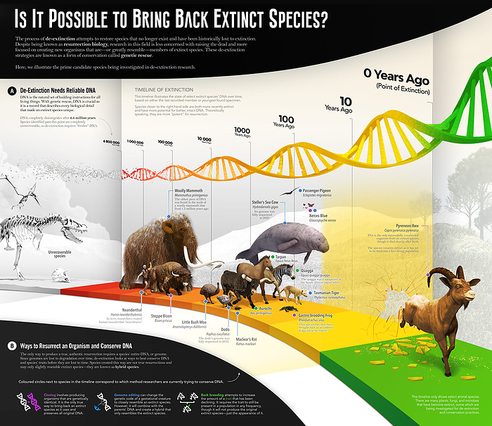 De extinction, illustration Infographic illustration showing a timeline of extinction for a selection of mammals and the quality of the DNA that has been extracted from specimens. Species closer to the far right of the timeline are more recently extinct and have more potential for intact DNA. A variety of methods can be used in an attempt to resurrect, at least partially, traits of extinct animals. The last surviving Pyrenean Ibex died in 2000. Its tissues were stored and in 2003 one clone was born alive, but died shortly after. It remains the only successful example of the resurrection of an extinct animal species., by VISUAL CAPITALIST SCIENCE PHOTO LIBRARY