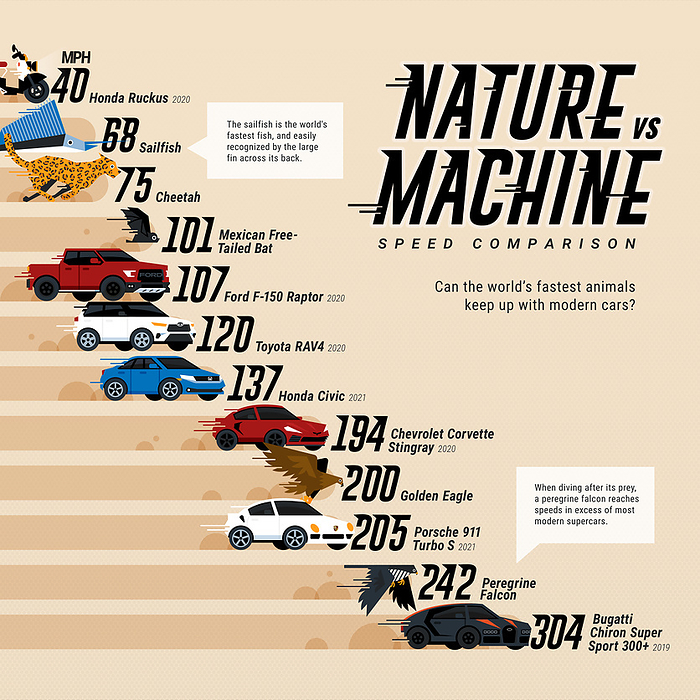 Animal speed vs cars, infographic chart Infographic chart comparing the speed of animals against the speed of motor cars. Figures are miles per hour  mph . The fastest animal is the Peregrine falcon which can dive at a speed of up to 242mph  389 km h . The Bugatti Chiron Super Sport 300  was produced in 2019 and is the first production car to reach a top speed of over 300 mph  482 km h ., by VISUAL CAPITALIST SCIENCE PHOTO LIBRARY