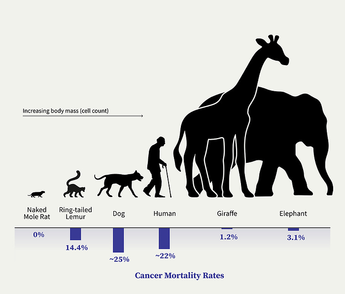 Animal size vs cancer mortality rate, graph Infographic graph depicting the relationship between animal size and cancer mortality rate. Larger animals possess many more cells than smaller animals. It would be expected therefore that the larger animals would experience higher levels of mutations which lead to cancer and tumours. However the figures suggest that this is not what happens. In fact large animals such as elephants and giraffes have very low rates of cancer compared to most other mammals. There are odd exceptions, such as the naked mole rat, which bucks the trend of small animals as this species appears very resistant to developing cancer. The phenomenon of large animals having low cancer risk is not fully understood and is often referred to as Peto s Paradox., by VISUAL CAPITALIST SCIENCE PHOTO LIBRARY