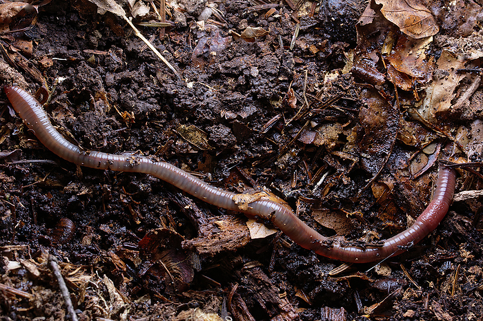 Earthworm on forest floor Long earthworm under a decaying dead branch., by PHILIPPE LEBEAUX SCIENCE PHOTO LIBRARY