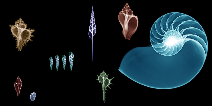Marine snails and nautilus shells, X ray Marine snails and nautilus shells, X ray., by ARIE VAN  T RIET   SCIENCE PHOTO LIBRARY