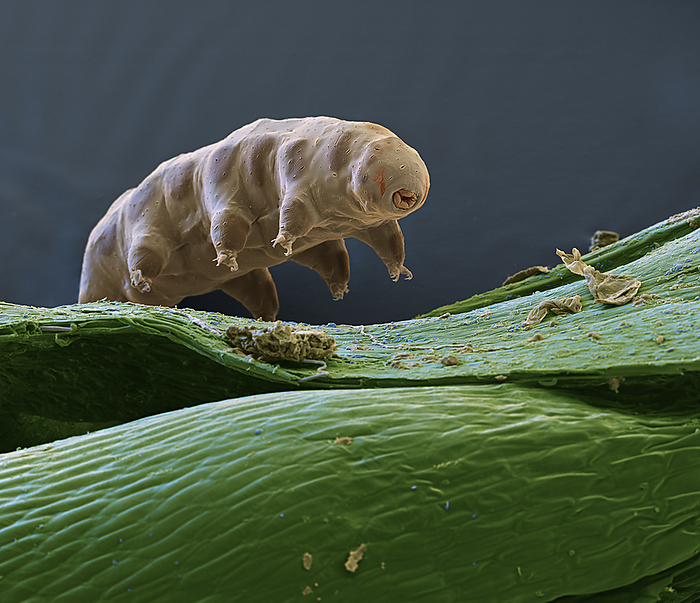 Tardigrade, SEM Coloured scanning electron micrograph  SEM  of a Macrobiotus sp. tardigrade, or water bear, from a moss sample from the Northern Black Forest National Park, Germany. Tardigrades are tiny invertebrates that live in aquatic and semi aquatic habitats such as lichen and damp moss. They are found throughout the world, including regions of extreme temperature, such as hot springs, and extreme pressure, such as deep underwater. They can also survive high levels of radiation and the vacuum of space. This species is omnivorous, feeding on algae, bacteria and protozoan. Magnification: x500 when printed at 15cm wide., by EYE OF SCIENCE SCIENCE PHOTO LIBRARY
