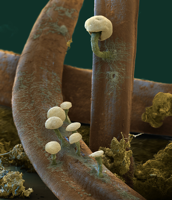 Pezizella fungus, SEM Coloured scanning electron micrograph  SEM  of Pezizella sp. fruiting bodies. This cup fungus grows on shed pine needles. Specimen from the Northern Black Forest National Park, Germany. Magnification: x40 when printed at 15cm wide., by EYE OF SCIENCE SCIENCE PHOTO LIBRARY