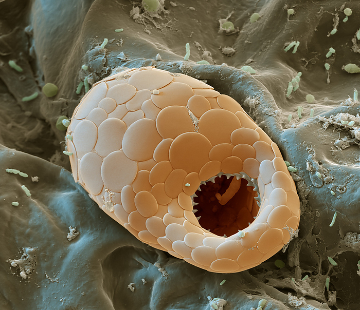 Testate amoeba, SEM Coloured scanning electron micrograph  SEM  of a testate amoeba  Trinema complanatum  from the soil of the Northern Black Forest, Germany. Testate amoebae are a polyphyletic group of unicellular amoeboid protists. They differ from naked amoebae in the presence of a test, or shell, that partially encloses the cell, with an aperture from which the pseudopodia  false feet  emerge. The test provides the amoeba with protection from predators and environmental conditions. Magnification: x5000 when printed at 15cm wide., by EYE OF SCIENCE SCIENCE PHOTO LIBRARY