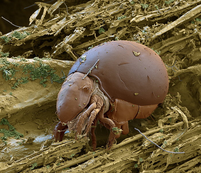 Beetle mite, SEM Coloured scanning electron micrograph  SEM  of a beetle, or moss, mite  Phthiracarus sp.  from the Northern Black Forest National Park, Germany. These mites are heavily armoured and can completely close themselves into a sphere. Most beetle mites feed on fallen leaves and wood, which they can digest with the help of intestinal bacteria. Mites are important recyclers of organic waste in and on the soil. They live in the upper soil layer up to 5 cm  maximum 10 cm  soil depth. The density of individuals on one square meter of forest ground can be 20,000 to 50,000 animals. This would correspond to a live weight of 8 to 20 kg per hectare. Magnification: x200 when printed at 15cm wide., by EYE OF SCIENCE SCIENCE PHOTO LIBRARY