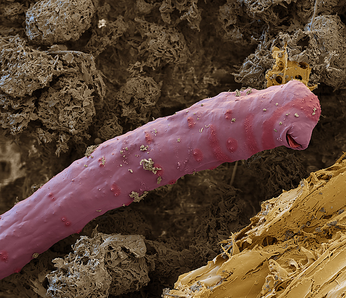 Earthworm, SEM Coloured scanning electron micrograph  SEM  of an earthworm  subclass Oligochaeta  from soil in the northern Black Forest, Germany. Earthworms are annelid worms that inhabit soil, feeding on organic material. They are highly beneficial as their movement aerates the soil, while their feeding and excretion recycle nutrients and minerals. Magnification: x400 when printed at 15cm wide., by EYE OF SCIENCE SCIENCE PHOTO LIBRARY