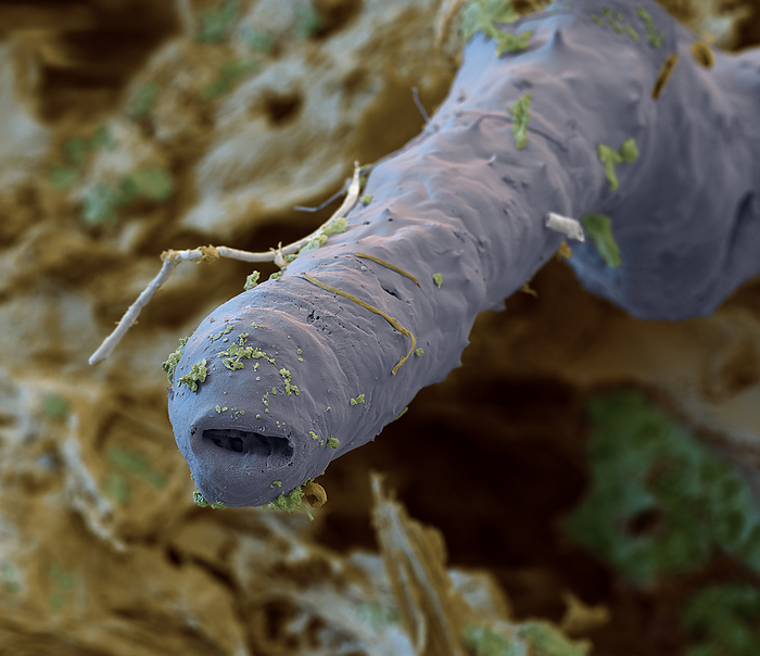 Earthworm, SEM Coloured scanning electron micrograph  SEM  of an earthworm  subclass Oligochaeta  from soil in the northern Black Forest, Germany. Earthworms are annelid worms that inhabit soil, feeding on organic material. They are highly beneficial as their movement aerates the soil, while their feeding and excretion recycle nutrients and minerals. Magnification: x600 when printed at 15cm wide., by EYE OF SCIENCE SCIENCE PHOTO LIBRARY