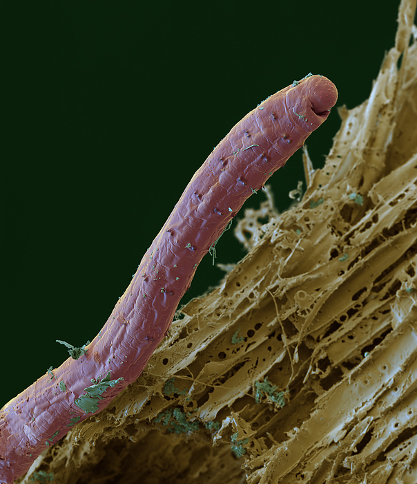 Earthworm, SEM Coloured scanning electron micrograph  SEM  of an earthworm  subclass Oligochaeta  from soil in the northern Black Forest, Germany. Earthworms are annelid worms that inhabit soil, feeding on organic material. They are highly beneficial as their movement aerates the soil, while their feeding and excretion recycle nutrients and minerals. Magnification: x200 when printed at 15cm wide., by EYE OF SCIENCE SCIENCE PHOTO LIBRARY