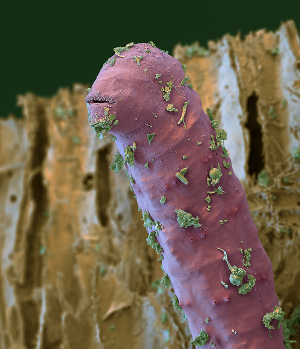 Earthworm, SEM Coloured scanning electron micrograph  SEM  of an earthworm  subclass Oligochaeta  from soil in the northern Black Forest, Germany. Earthworms are annelid worms that inhabit soil, feeding on organic material. They are highly beneficial as their movement aerates the soil, while their feeding and excretion recycle nutrients and minerals. Magnification: x600 when printed at 15cm wide., by EYE OF SCIENCE SCIENCE PHOTO LIBRARY