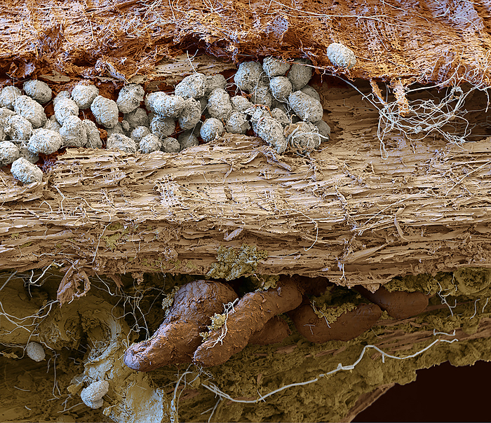 Decomposing wood, SEM Coloured scanning electron micrograph  SEM  of wood debris from the soil of the Northern Black Forest, Germany. At top are the remnants of the bark  orange brown , with mite faeces  grey  below. The decomposing wood is beige. At lower centre are roots that have grown into the wood. The white threads are fungal hyphae.. Fungi are the first organisms to decompose wood because they can split and utilise lignin, a complex compound in the woody cell walls of plants. Together with bacteria and microscopic animals, they form humus from organic waste. Magnification: x65 when printed at 15cm wide., by EYE OF SCIENCE SCIENCE PHOTO LIBRARY