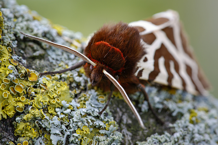 Garden tiger moth Garden tiger  Arctia caja  moth. This moth is on the wing during July and August. The caterpillars are known as  woolly bears  and feed on a number of herbaceous plants including nettles. This species is common across much of the palearctic ecozone. Photographed in Somerset, UK, in August., by HEATH MCDONALD SCIENCE PHOTO LIBRARY