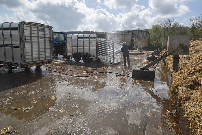 Farmer cleaning livestock trailer Farmer washing down and disinfecting trailers used to transport livestock for Carmarthen market, Wales, UK., by ANDY DAVIES SCIENCE PHOTO LIBRARY