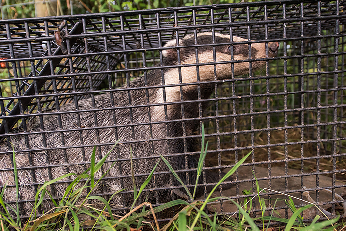 Badger trapped in a cage Badger  Meles meles  trapped in a cage prior to being vaccinated against tuberculosis  TB . Badgers are able to spread bovine TB to healthy cattle, causing outbreaks in cattle populations. Vaccinating badgers against TB helps to reduce this spread. This badger has been captured as part of a Welsh Government badger vaccination programme. Photographed in Wales, UK., by ANDY DAVIES SCIENCE PHOTO LIBRARY