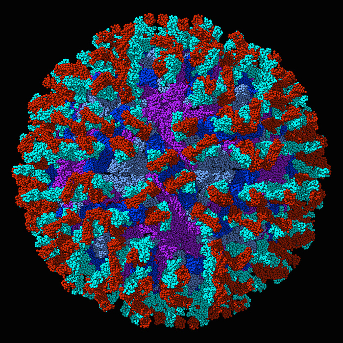 Zika virus capsid with antibody, illustration Zika virus capsid with antibody, molecular model. The image shows the capsid envelope proteins  light blue, dark blue, purple  and the light  red  and heavy  cyan  chain of the human antibody., by LAGUNA DESIGN SCIENCE PHOTO LIBRARY