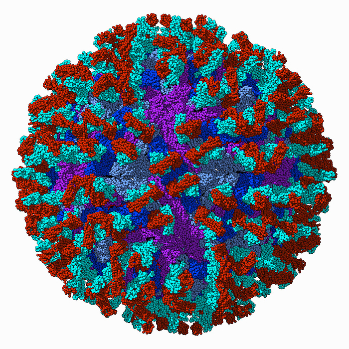 Zika virus capsid with antibody, illustration Zika virus capsid with antibody, molecular model. The image shows the capsid envelope proteins  light blue, dark blue, purple  and the light  red  and heavy  cyan  chain of the human antibody., by LAGUNA DESIGN SCIENCE PHOTO LIBRARY