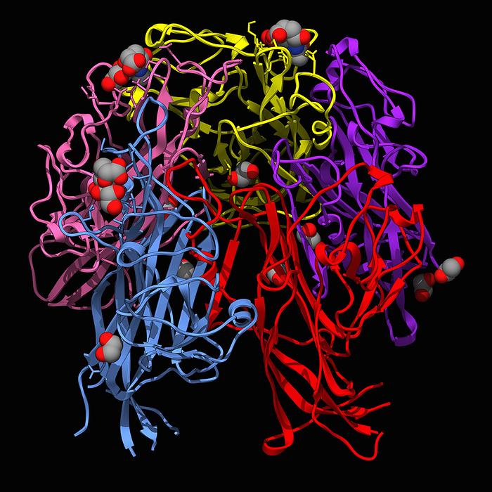 JC Polyoma virus capsid protein complex, illustration JC Polyoma virus capsid protein complexed with sialyl lactose, molecular model. The image shows the pentameric major capsid protein VP1 in a ribbon representation. The complexed 6  sialyl lactose is shown spacefilled  the larger three of the smaller molecules , as are the residual 1,2 ethanediol molecules  the smaller ones ., by LAGUNA DESIGN SCIENCE PHOTO LIBRARY