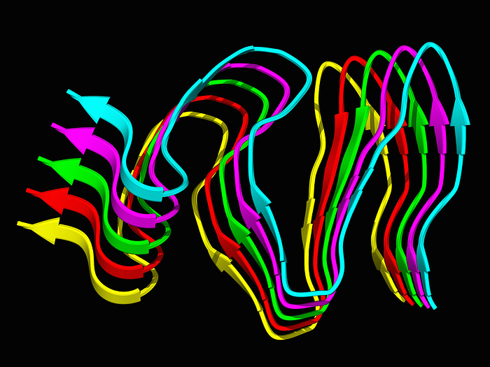 hnRNPDL amyloid fibrils, illustration hnRNPDL amyloid fibrils, molecular model. The image shows a ribbon representation of human hnRNPDL fibrils. hnRNPDL stands for heterogeneous nuclear RiboNucleoProtein D Like. These prion like RNA processing proteins form inherently toxic amyloid like inclusion bodies  IB ., by LAGUNA DESIGN SCIENCE PHOTO LIBRARY