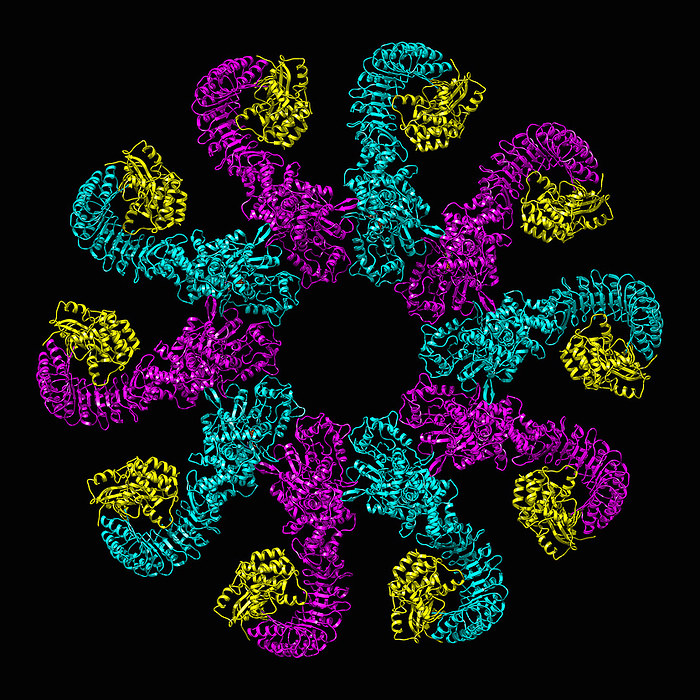 Inflammasome disk, illustration Active NLRP3 inflammasome disk, molecular model. The image shows NLRP3, an inflammasome sensor of membrane damage highly important in inducing inflammation. NACHT, LRR and PYD domains containing protein 3 is shown in magenta and cyan, the serine threonine protein kinase Nek7 in yellow., by LAGUNA DESIGN SCIENCE PHOTO LIBRARY