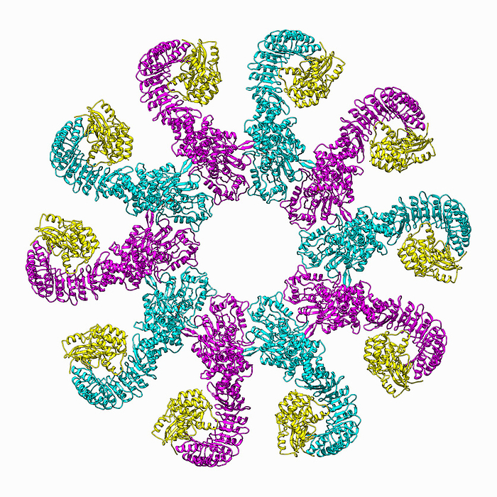 Inflammasome disk, illustration Active NLRP3 inflammasome disk, molecular model. The image shows NLRP3, an inflammasome sensor of membrane damage highly important in inducing inflammation. NACHT, LRR and PYD domains containing protein 3 is shown in magenta and cyan, the serine threonine protein kinase Nek7 in yellow., by LAGUNA DESIGN SCIENCE PHOTO LIBRARY