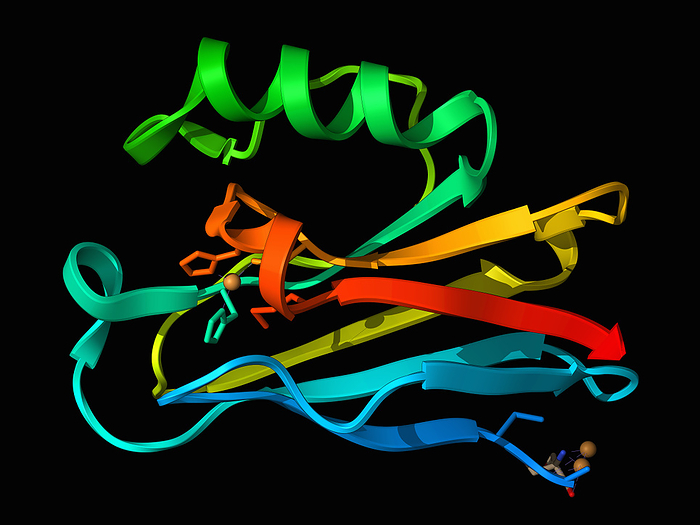 Azurin from Pseudomonas aeruginosa, illustration Azurin from Pseudomonas aeruginosa, molecular model. The image shows a ribbon representation of azurin with three copper  II  ions. Azurin is a small, periplasmic, bacterial blue copper protein found in Pseudomonas, Bordetella, or Alcaligenes bacteria. Azurin has been found to have anticancer properties through its interaction with tumour suppressor protein p53, by LAGUNA DESIGN SCIENCE PHOTO LIBRARY