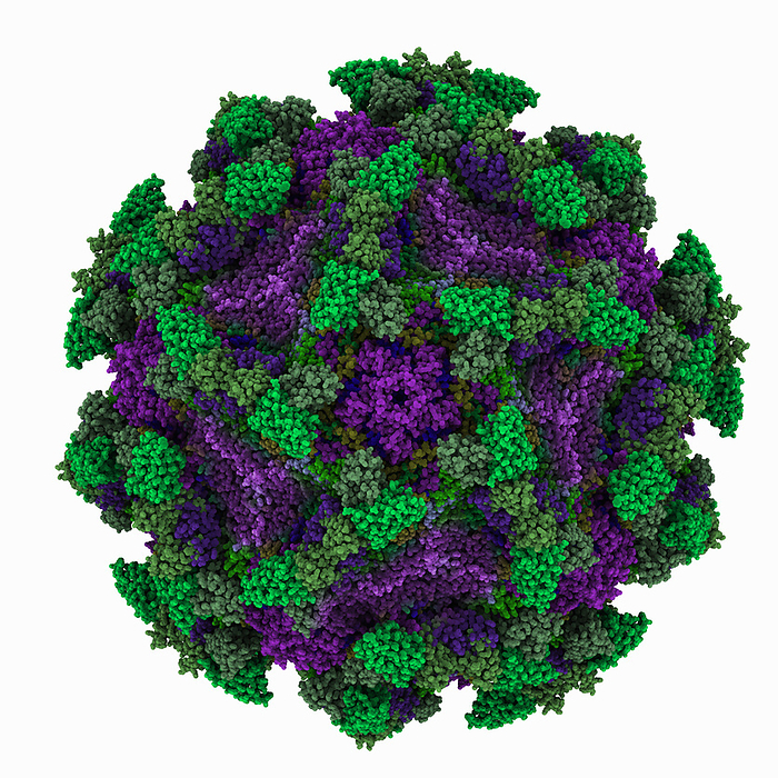 Echovirus3 capsid complexed with 6D10 Fab, illustration Echovirus3 capsid complexed with 6D10 Fab, molecular model. The image shows the Echovirus3 capsid  purple  complexed with the neutralizing antibody 6D10  green ., by LAGUNA DESIGN SCIENCE PHOTO LIBRARY