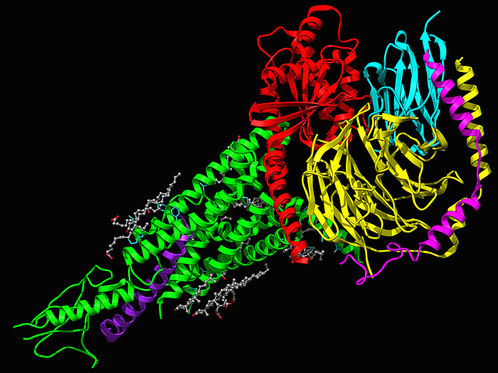 G proteins complexed with PTHrP and PTH1R, illustration G proteins complexed with PTHrP, PTH1R and nanobody 35, molecular model. The image shows a ribbon representation of the guanine nucleotide binding proteins G s  coloured red, yellow and magenta, the nanobody 35  cyan , the parathyroid hormone  PTH  related peptide  PTHrP  in purple and the parathyroid hormone 1 related receptor  PTH1R  in green., by LAGUNA DESIGN SCIENCE PHOTO LIBRARY