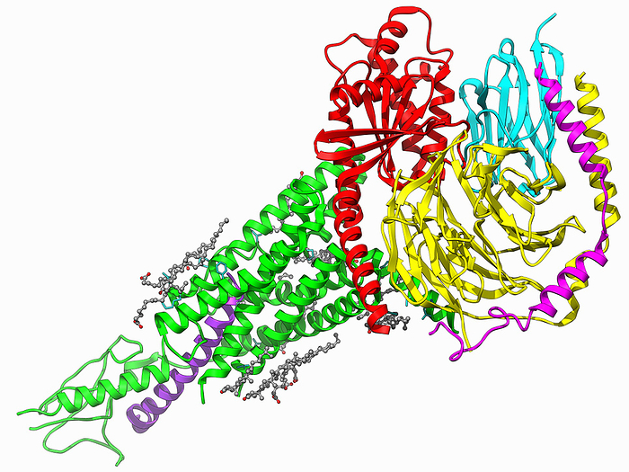 G proteins complexed with PTHrP and PTH1R, illustration G proteins complexed with PTHrP, PTH1R and nanobody 35, molecular model. The image shows a ribbon representation of the guanine nucleotide binding proteins G s  coloured red, yellow and magenta, the nanobody 35  cyan , the parathyroid hormone  PTH  related peptide  PTHrP  in purple and the parathyroid hormone 1 related receptor  PTH1R  in green., by LAGUNA DESIGN SCIENCE PHOTO LIBRARY