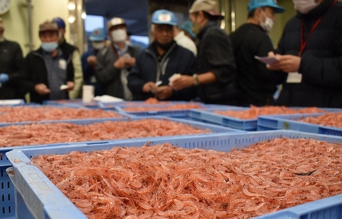 Sakuraebi  shrimp  being landed and auctioned for the first time Sakuraebi  shrimp  being auctioned for the first time after being landed at Yui Port in Shimizu Ward, Shizuoka City, April 5, 2023, 5:43 a.m. Photo by Rinnosuke Fukano