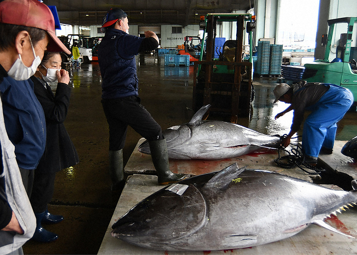 Large bluefin tuna landed Large bluefin tuna landed at the Maizuru local wholesale market in Shimoyasuku, Maizuru City, at 10:30 a.m. on April 5, 2023  photo by Toshio Shiota.