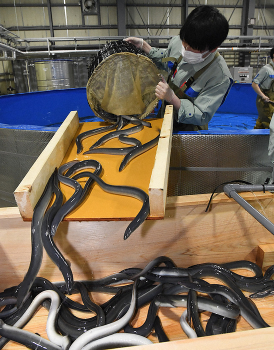 Round, fat eels were landed for shipping operations. A round, fat eel was landed during the shipping operation. 3:13 p.m., March 31, 2023  photo by Takashi Nakamura.