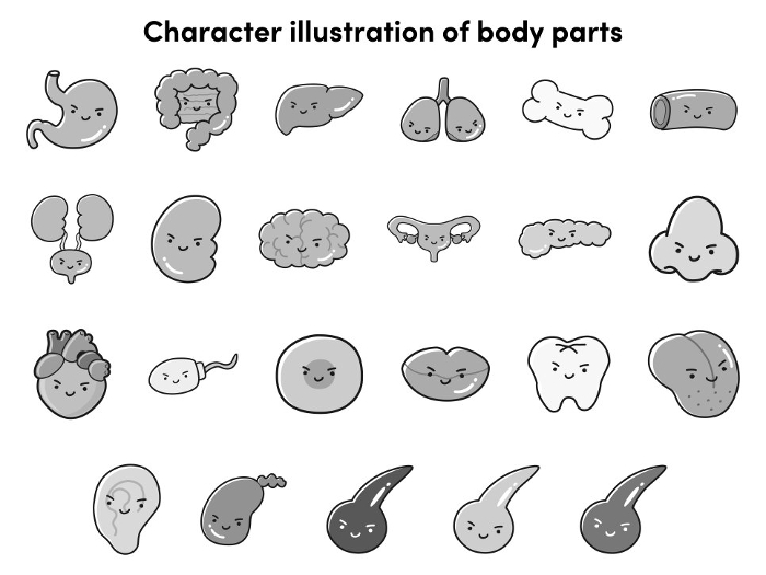 Various human body parts (internal organs, etc.) character set