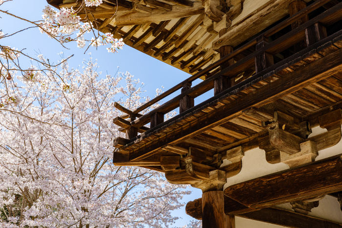 Tenri City, Nara Prefecture] Chogakuji Temple (Photo taken on 2023/03/29)