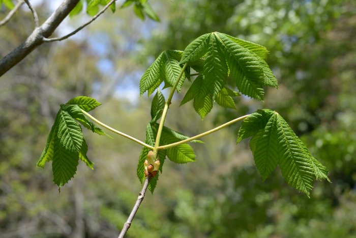 Japanese horse chestnut (Aesculus hippocastanum) Fresh green leaves
