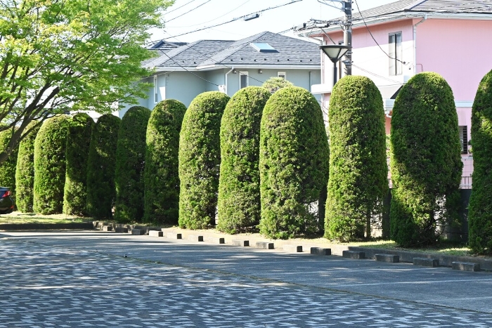 Kaizukaibuki hedge, resistant to exhaust fumes and sea breezes