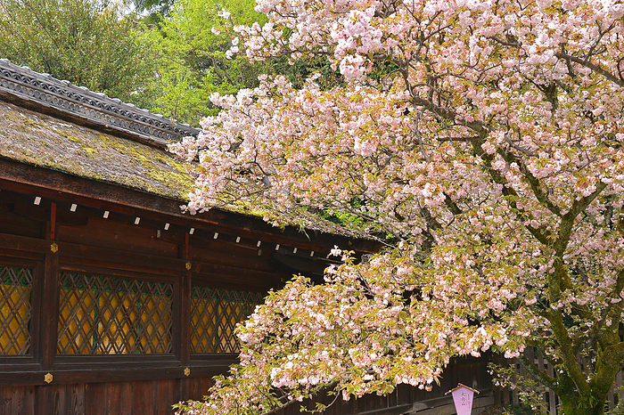 Cherry blossoms at Hirano Shrine, Kyoto