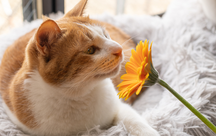 Flower and cat, brown and white