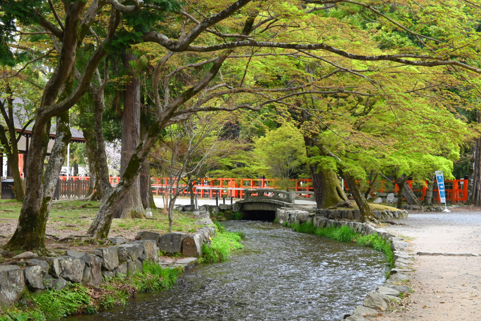 Spring in Kyoto City, World Heritage Site Kamigamo Shrine Nara no Ogawa