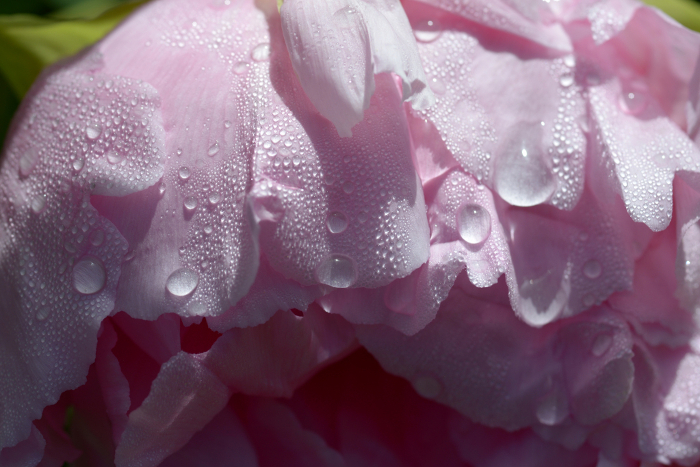 HANAYU BUTTON FLOWER Petal Drops