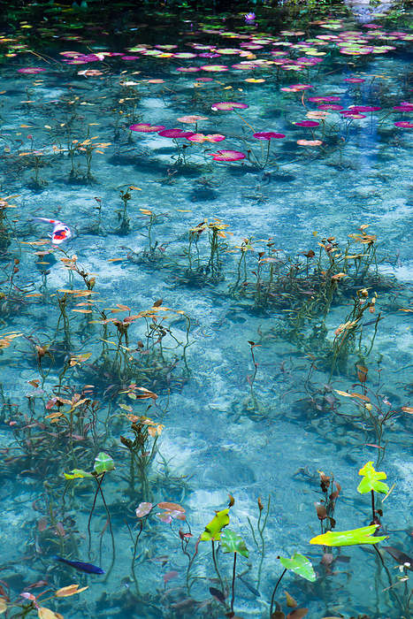 Monet's Pond Nameless Pond Gifu Pref.