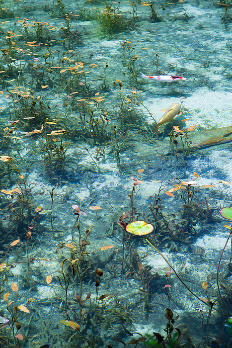Monet's Pond Nameless Pond Gifu Pref.