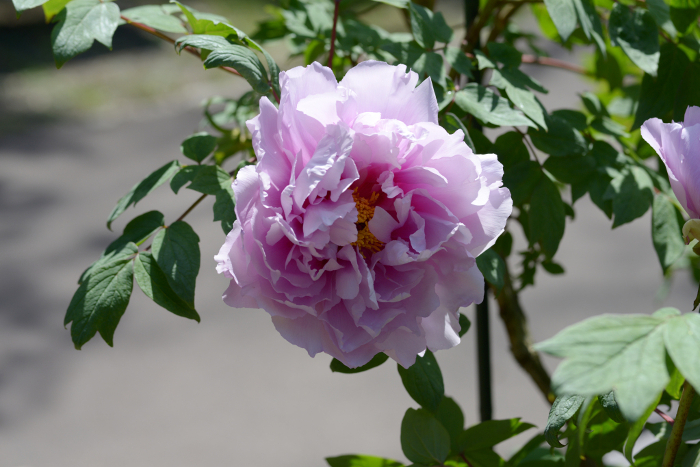 Shin-Kamada Botan flower