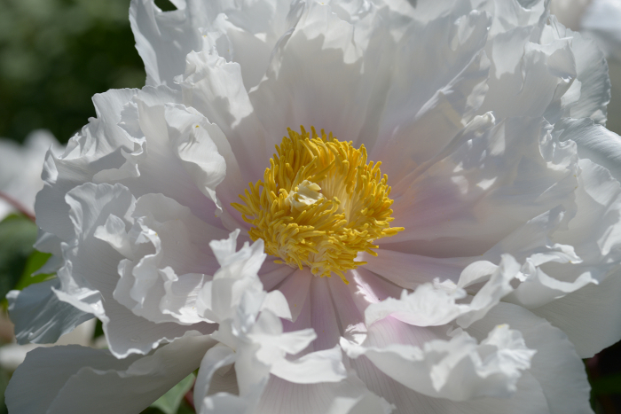 Shiroki-ren Botan flower