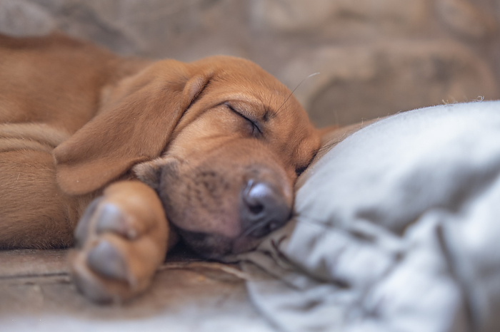 Broholmer dog breed puppy laying on the ground with his head on a pillow Broholmer dog breed puppy sleeping on the ground with his head on a pillow, Italy, Europe, by Francesco Fanti