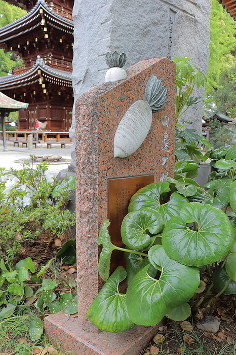Tanabe Daikon Radish Monument Naniwa s traditional vegetable, Tanabe Daikon  radish  Hourakuji, Higashi Sumiyoshi ku, Osaka City, Osaka Prefecture