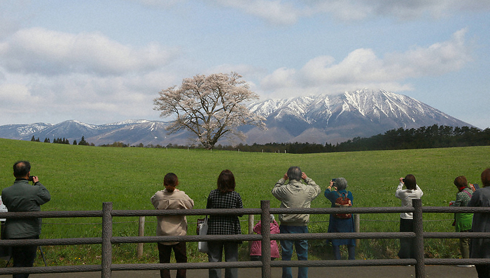 A lone cherry tree at Koiwai Farm in full bloom. Mt. Iwate is in the back right. The lone cherry tree at Koiwai Farm in full bloom. At the back right is Mt. Iwate in Shizukuishi Town, Iwate Prefecture, Japan, April 18, 2023  photo by Susumu Yamamoto .