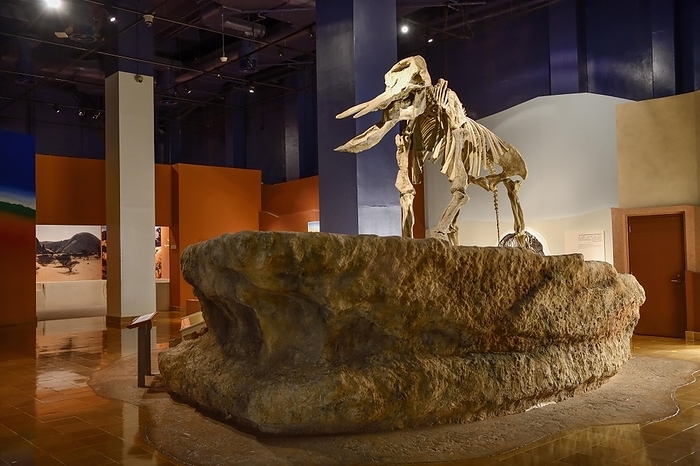 extinct plants and animals Skeleton of a Platybelodon, extinct genus of proboscideans from the Miocene, National Museum, Riyadh, Saudi Arabia, Asia