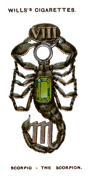 Scorpio, The Scorpion, 1923. Artist: Unknown Scorpio, The Scorpion, 1923. One of a series of WD   HO Wills  Cigarette Cards called Lucky Charms,  Bristol and London, 1923 .