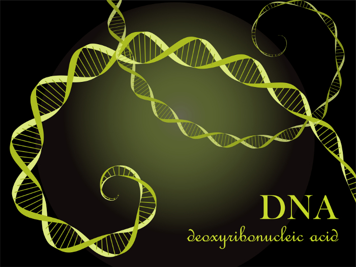 Clip art of DNA (deoxyribonucleic acid) image 2-lime yellow