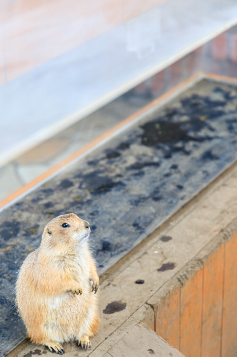 A grey prairie dog standing on two legs