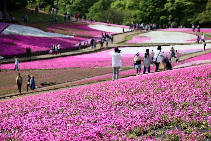 Shiba zakura  grass cherry blossoms  at Hitsujiyama Park, Saitama, Japan, are now at their best. April 23, 2023, Chichibu, Japan   People enjoy to see fully bloomed moss phlox flowers at the Hitsujiyama park in Chichibu, western Tokyo on Sunday, April 23, 2023. Some 40,000 moss phlox flowers of 10 different colors attract holidaymakers.      photo by Yoshio Tsunoda AFLO  
